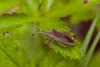 234259 – Photo : Pierre Duhem – France (95)