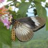 234963 – Photo : Norbert Verneau – Mayotte