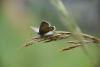 234712 – Photo : Olivier Pouvreau – France (81)