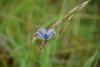 234713 – Photo : Olivier Pouvreau – France (81)