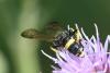 234886 – Photo : Didier Houbrechts – Belgique
