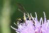 234887 – Photo : Didier Houbrechts – Belgique