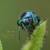 234940 – Photo : Didier Houbrechts – Belgique