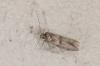 234464 – Photo : Fabricius – France (13)