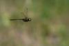 234899 – Photo : Bertrand Piney – France (44)