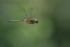 234900 – Photo : Bertrand Piney – France (44)