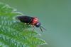 234483 – Photo : Marc Solari – France (68)