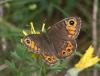 234498 – Photo : Pierre SENGEZ – France (05)