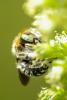 234137 – Photo : Olivier Pouvreau – France (86)