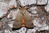 234230 – Photo : Michel Ehrhardt – France (68)