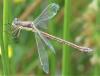 234437 – Photo : ORCHALLAN – France (44)