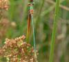 234433 – Photo : ORCHALLAN – France (44)