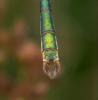 234434 – Photo : ORCHALLAN – France (44)