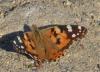 234717 – Photo : ORCHALLAN – France (44)