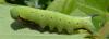 234710 – Photo : ORCHALLAN – France (44)