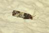 234800 – Photo : Thierry Madigou – France (35)