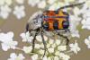 234925 – Photo : Marc Solari – France (68)