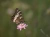 234357 – Photo : BourrinOman – France (83)
