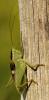 234829 – Photo : Bernard Mallet – France (38)