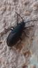 234423 – Photo : Dominique Bescond – France (13)