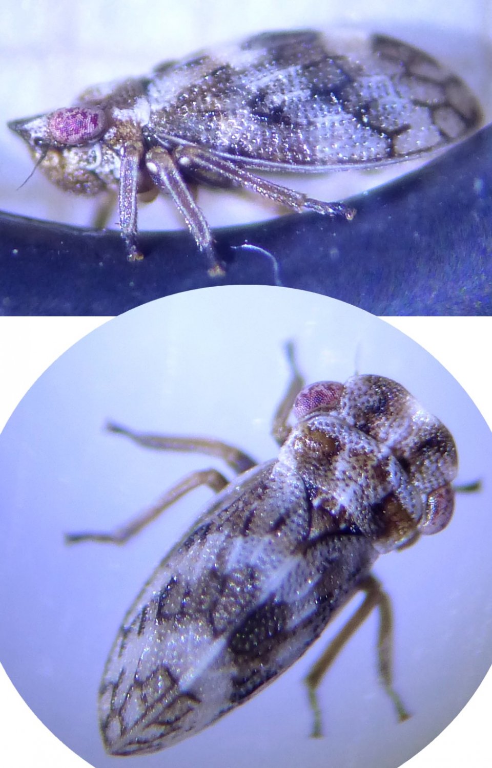 Chen - Ulopa reticulata - réf. 234604 (960 x 1500 pixels, 193 ko)