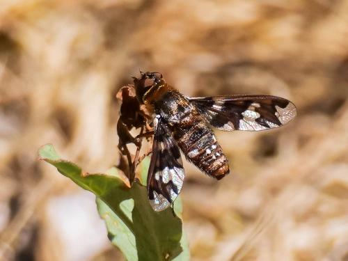 Réf. 235 044 : Exoprosopa capucina