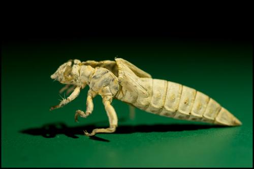 Stylurus flavipes