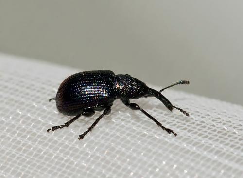 Neocoenorrhinus germanicus