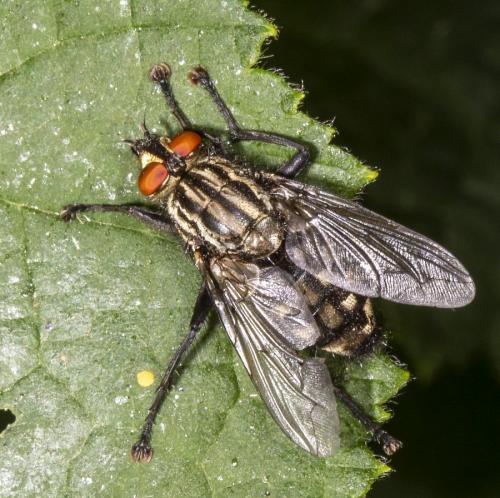 Sarcophaga sp.