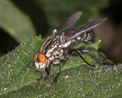 Sarcophaga sp.