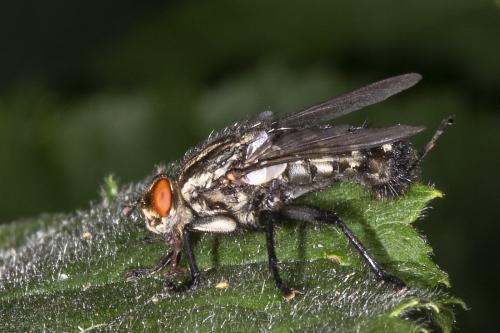 Sarcophaga sp.