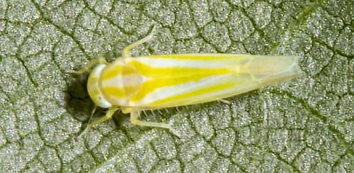 Réf. 235 210 : Alebra sp.