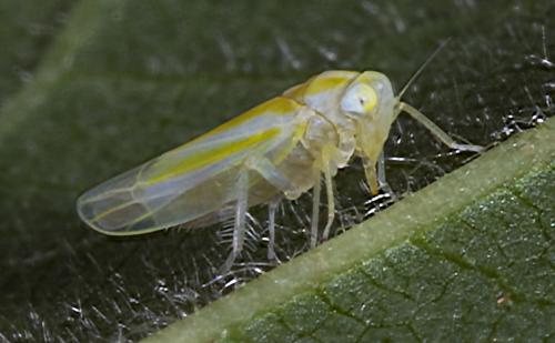 Réf. 235 211 : Alebra sp.