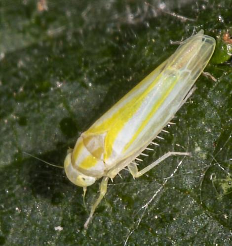 Réf. 235 213 : Alebra sp.