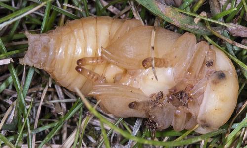 Réf. 235 295 : Dorcus parallelipipedus