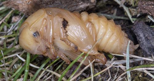 Réf. 235 296 : Dorcus parallelipipedus