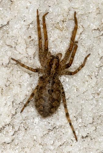 Zoropsis spinimana