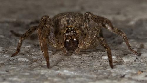 Zoropsis spinimana