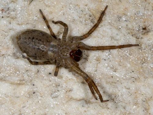 Zoropsis spinimana
