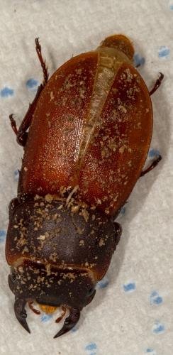 Réf. 235 322 : Dorcus parallelipipedus