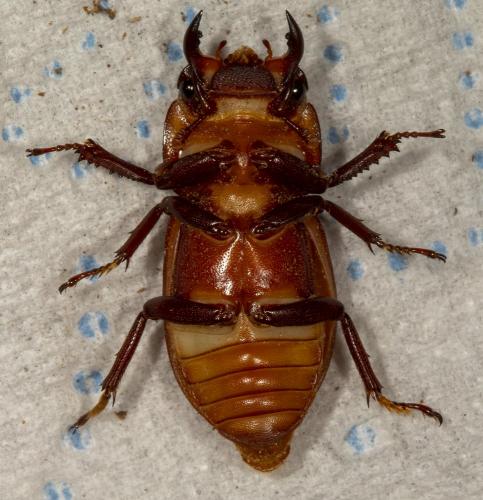 Réf. 235 323 : Dorcus parallelipipedus