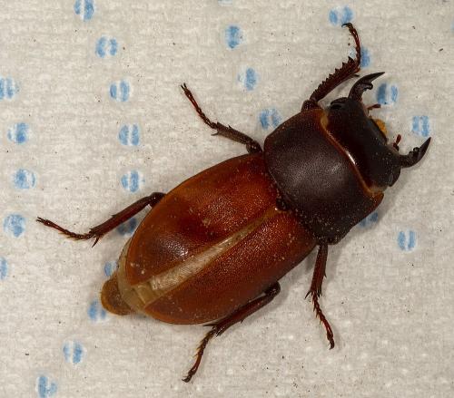 Réf. 235 324 : Dorcus parallelipipedus