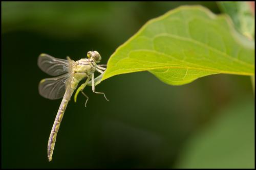 Stylurus flavipes