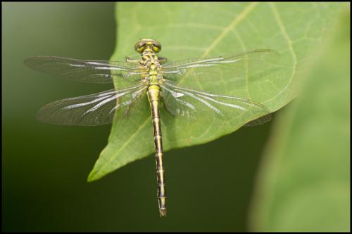 Stylurus flavipes