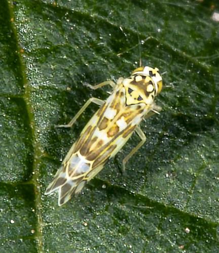 Réf. 235 512 : Eupteryx sp.