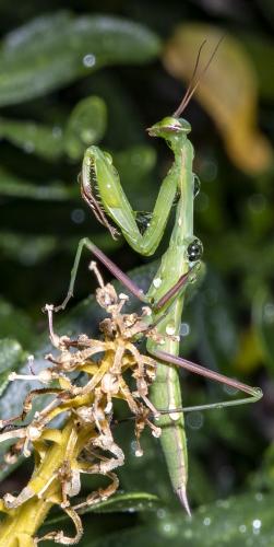 Réf. 235 526 : Mantis religiosa