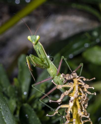 Réf. 235 529 : Mantis religiosa