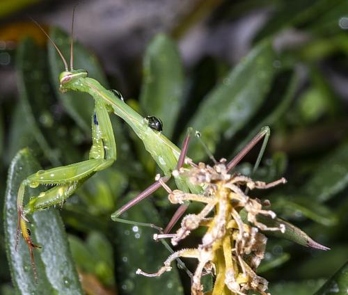 Mantis religiosa