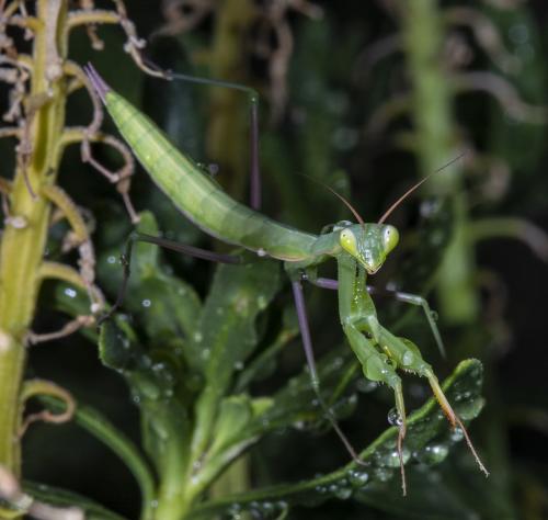 Réf. 235 528 : Mantis religiosa