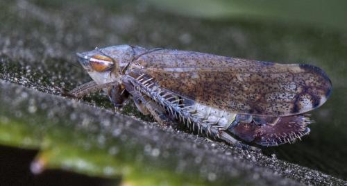 Fieberiella florii